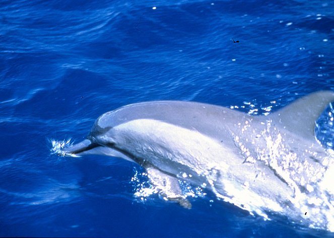 Spinner Dolphins - Photos