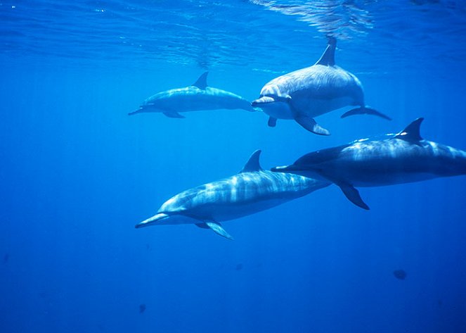 Delfín dlouholebý - Z filmu