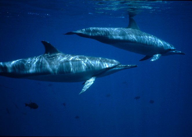 Spinner Dolphins - Photos