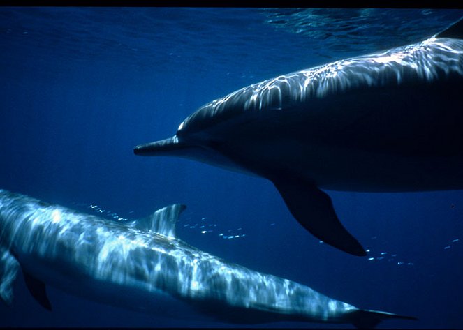 Delfín dlouholebý - Z filmu