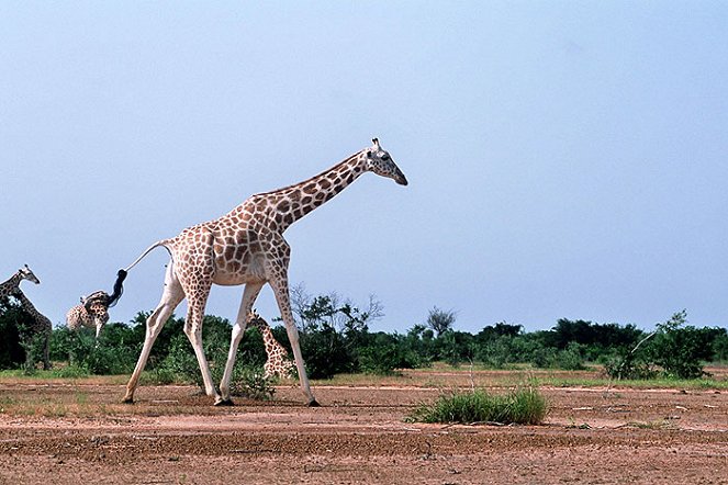 The Last of the White Giraffes - De filmes