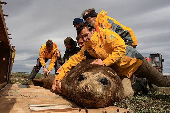 Saved by the Seals ? - Photos