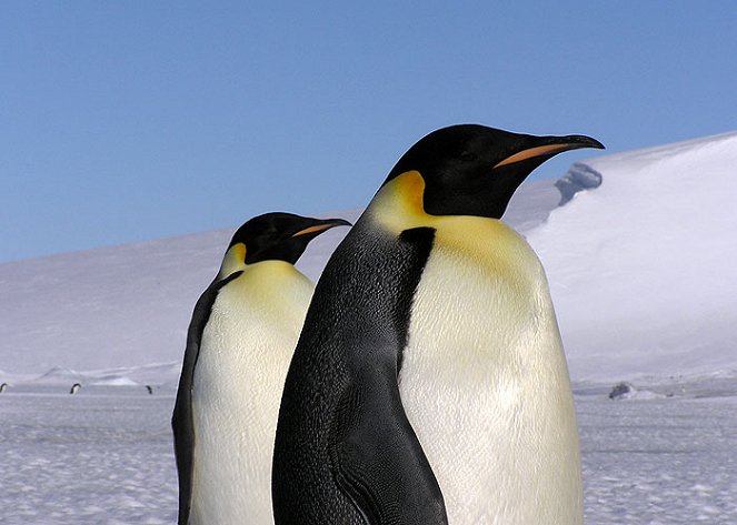 Návrat do Města tučňáků - Z filmu