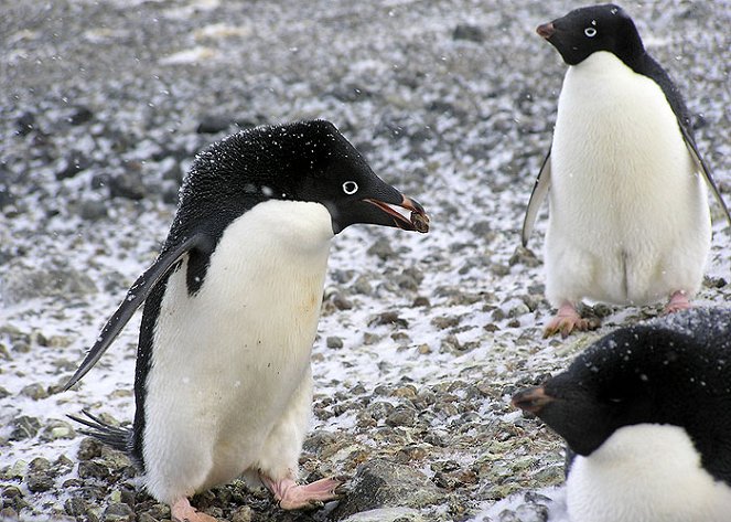Návrat do Města tučňáků - Z filmu