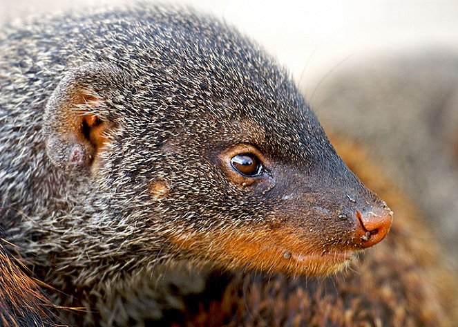 Banded Brothers: The Mongoose Mob - Photos