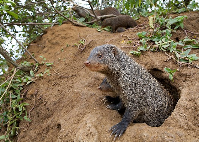 Banded Brothers: The Mongoose Mob - Photos
