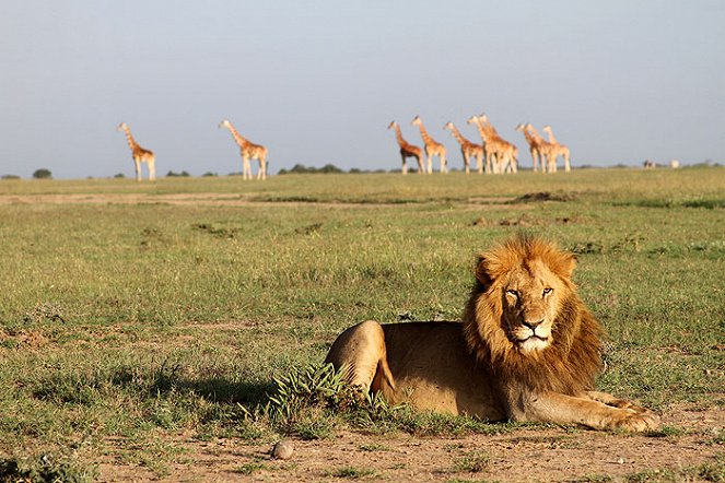 Wild Africa Rescue - De la película