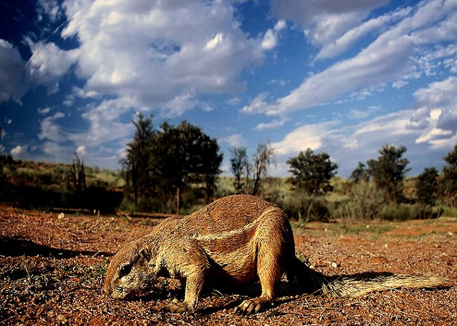 Kalahari Tails - Z filmu