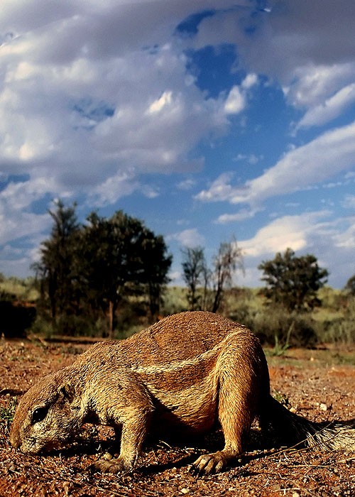 Kalahari Tails - Filmfotos