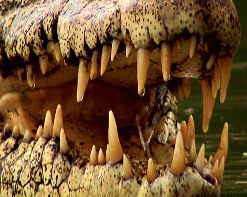 Crocodiles: The Last Dragon - De la película