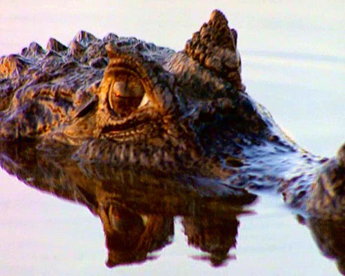 Crocodiles: The Last Dragon - Van film
