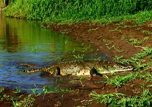 Crocodiles: The Last Dragon - Z filmu