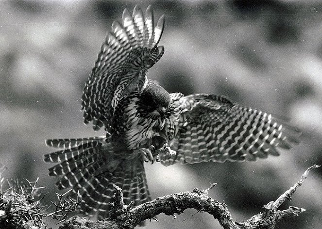 Karearea: The Pine Falcon - Kuvat elokuvasta