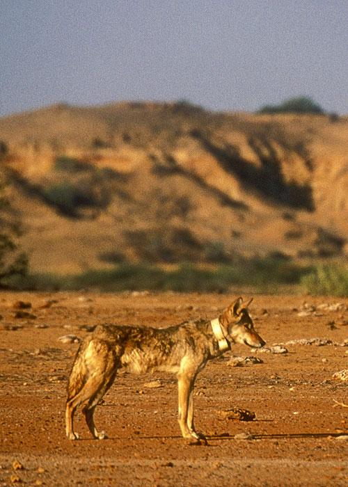 Desert Wolves of India - Van film
