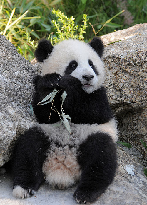 Fu Long - Little Panda, Happy Dragon - Kuvat elokuvasta