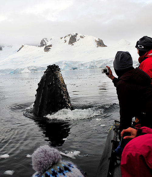 Cool School Antarctica - Z filmu