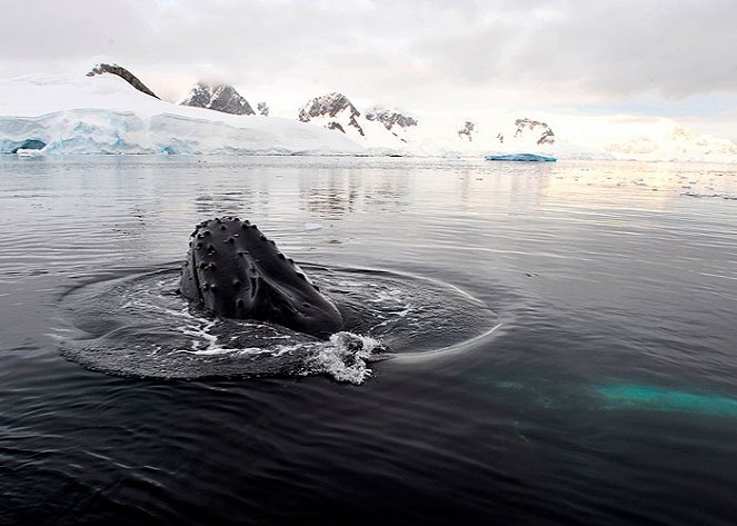 Cool School Antarctica - Z filmu