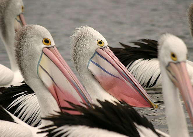 Pelicans: Outback Nomads - De la película