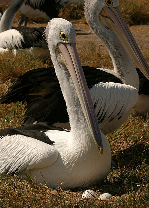 Pelicans: Outback Nomads - Photos