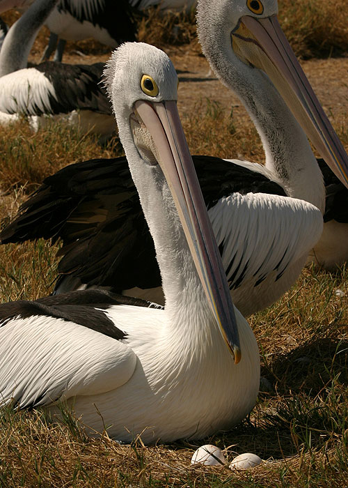 Pelicans: Outback Nomads - De la película