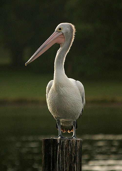 Pelicans: Outback Nomads - Photos