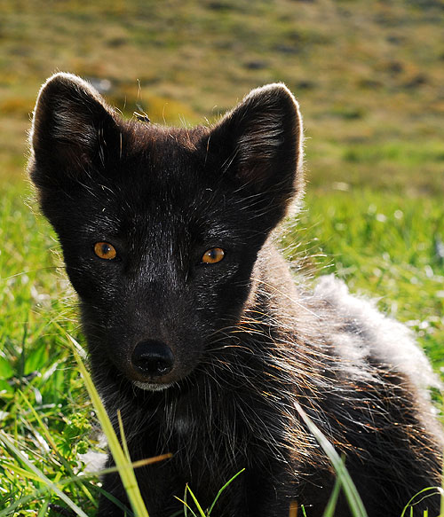Arctic Fox, Heating Up - Filmfotos