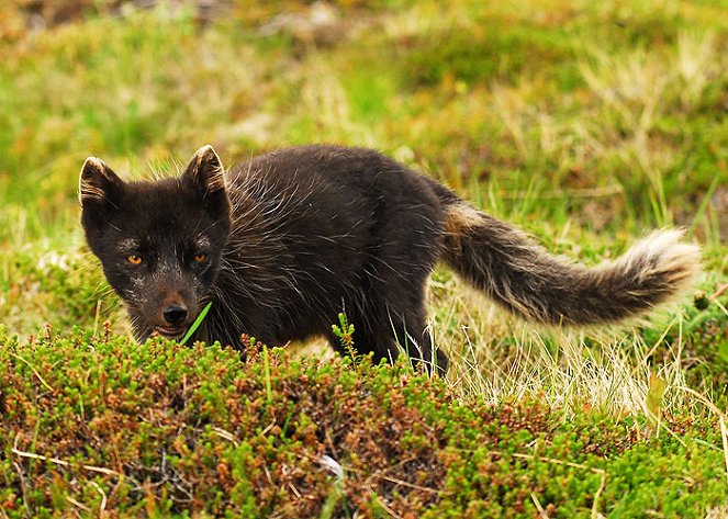 Arctic Fox, Heating Up - Photos