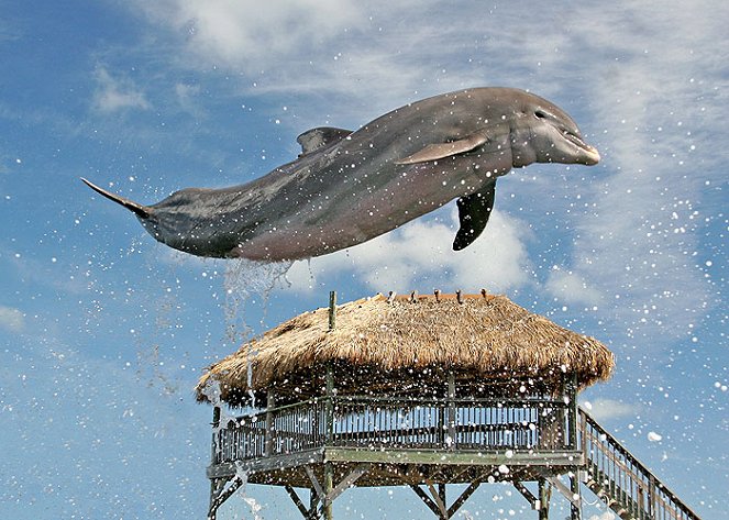 Dny delfínů - Z filmu