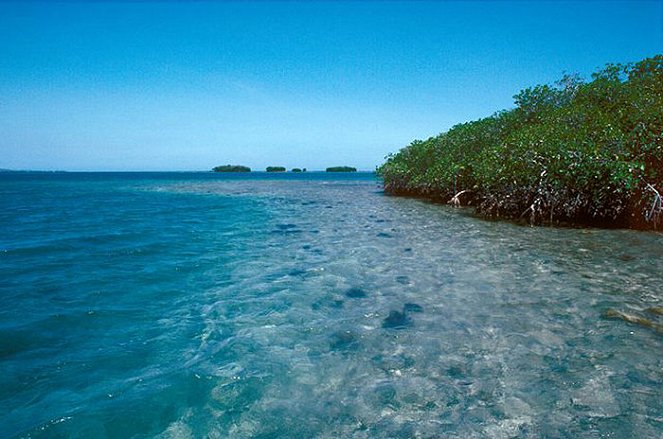 The Natural World - Season 24 - Cuba: Wild Island of the Caribbean - De la película