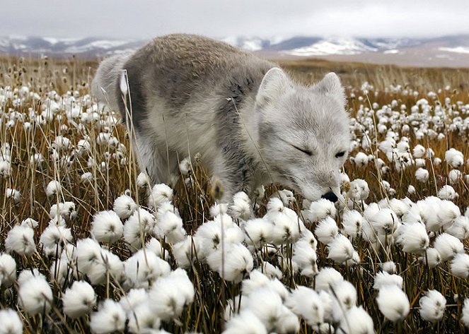 Among the Polar Bears - Adventure in Russia's Arctic - Filmfotos