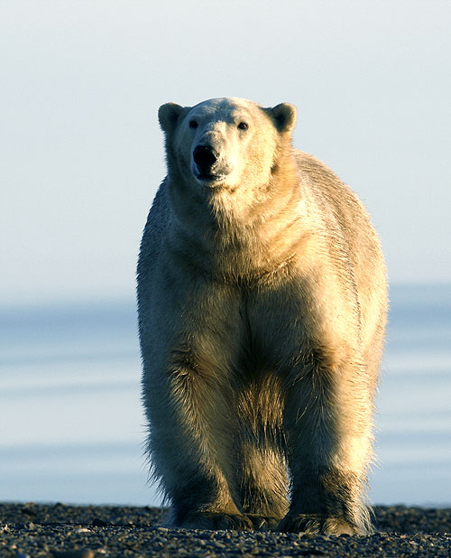 Among the Polar Bears - Adventure in Russia's Arctic - Z filmu