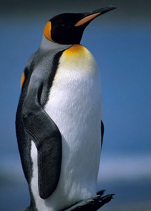 Penguins: The Story of the Birds that Wanted to be Fish - De la película