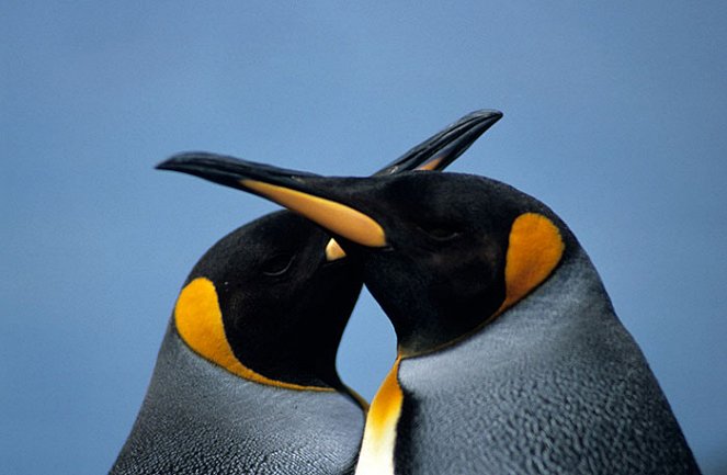 Penguins: The Story of the Birds that Wanted to be Fish - Filmfotos