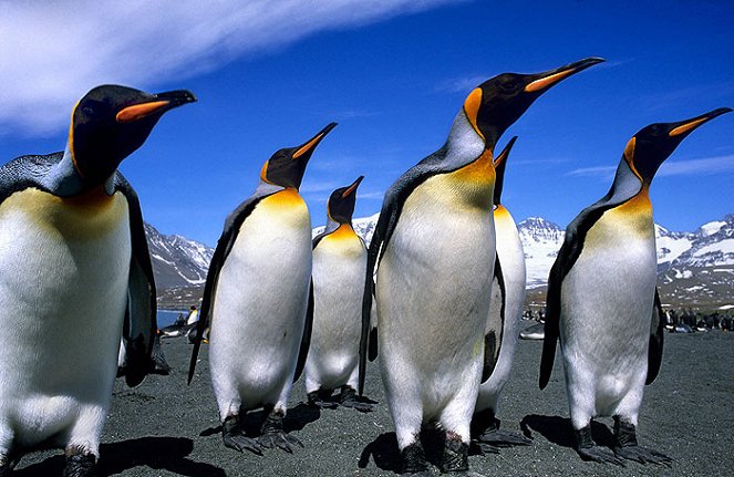 Tučňáci: Příběh o ptácích, kteří chtěli být rybami - Z filmu