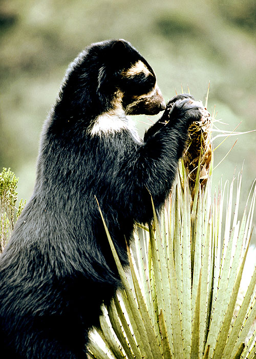 The Natural World - Spectacled Bears: Shadows of the Forest - Do filme
