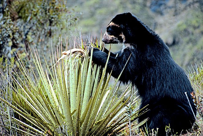 A természeti világ - Természeti világ - pápaszemes medvék - Filmfotók