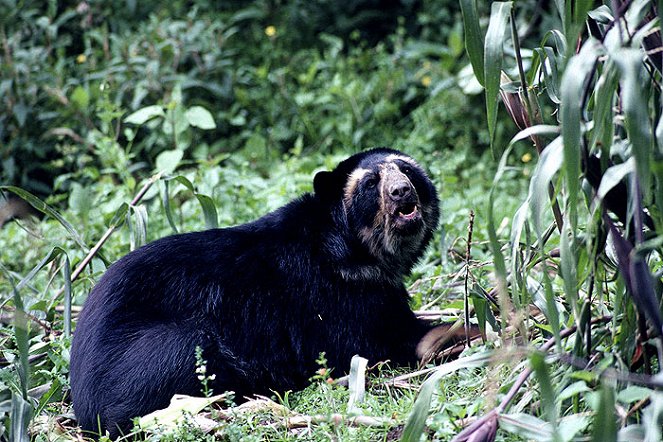 A természeti világ - Természeti világ - pápaszemes medvék - Filmfotók