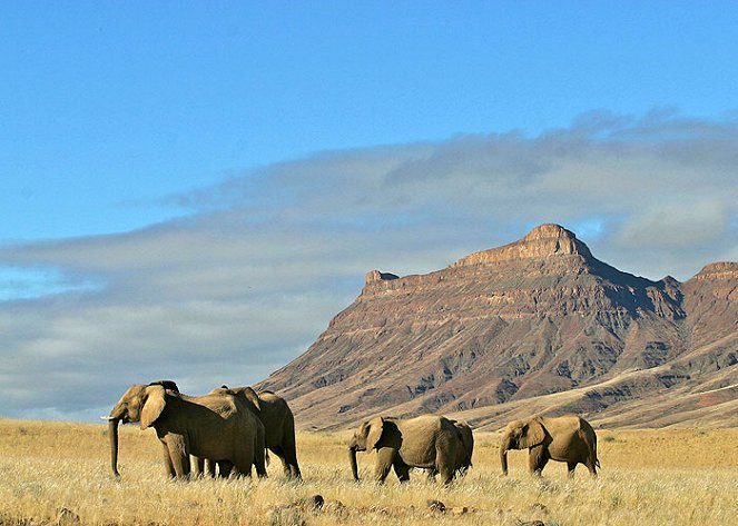 Prirodzený svet - Elephant Nomads of the Namib Desert - Z filmu