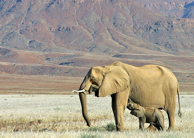 The Natural World - Elephant Nomads of the Namib Desert - De la película