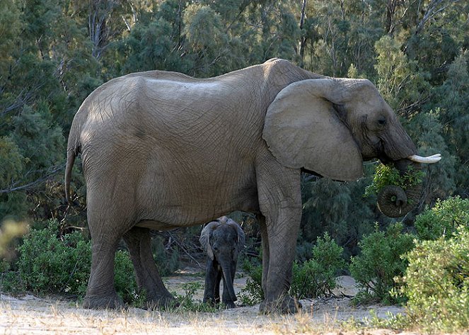 The Natural World - Season 26 - Elephant Nomads of the Namib Desert - Photos