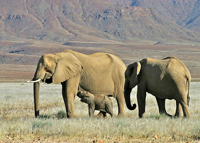 Prirodzený svet - Elephant Nomads of the Namib Desert - Z filmu