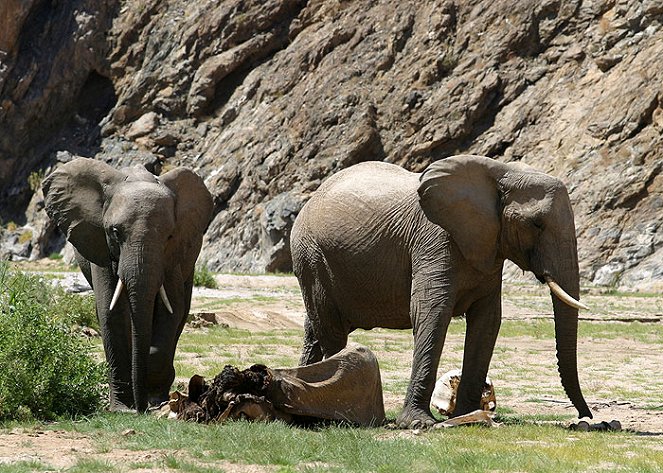 The Natural World - Season 26 - Elephant Nomads of the Namib Desert - Photos