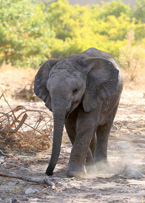 The Natural World - Elephant Nomads of the Namib Desert - Photos