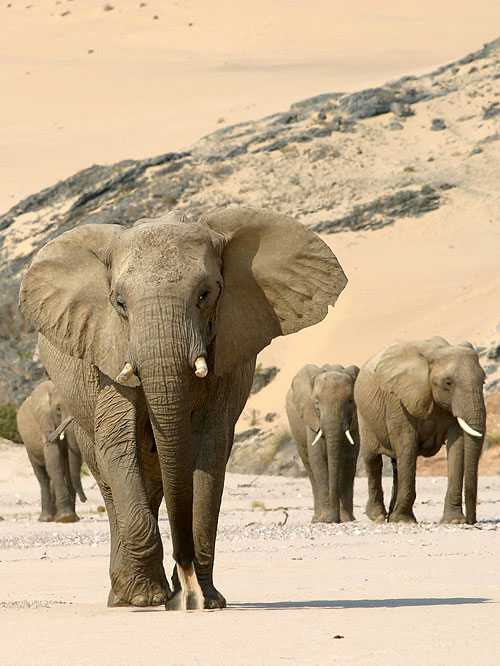 The Natural World - Elephant Nomads of the Namib Desert - Z filmu