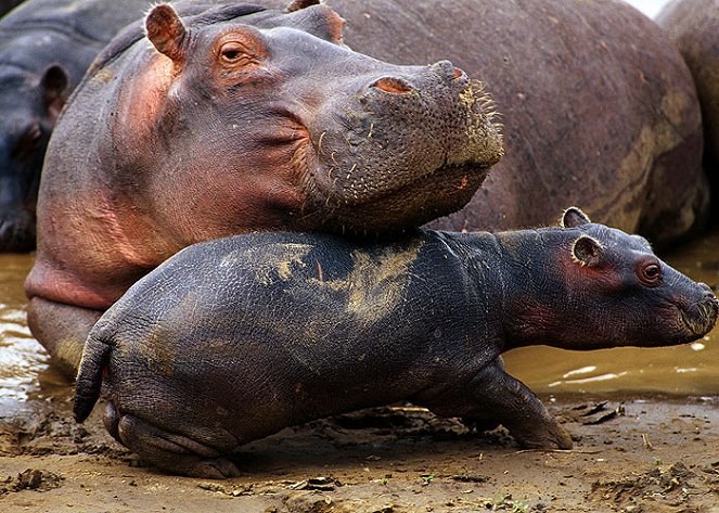 Nature's Babies - De la película