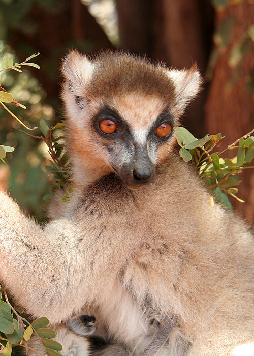 Madagaskarští lemuři: Les plný duchů - Z filmu
