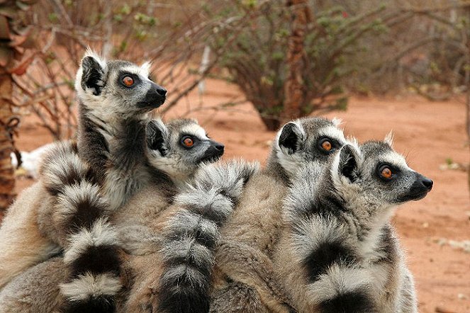 Lemurs – A Forest Full of Ghosts on Madagascar - De filmes