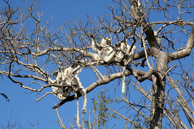 Lemurs – A Forest Full of Ghosts on Madagascar - Photos