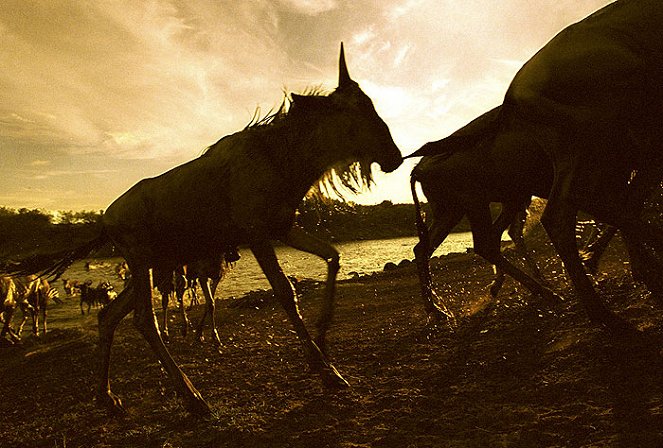 Gnus - Die längste Wanderung der Welt - Filmfotos