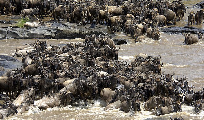 Gnus - Die längste Wanderung der Welt - Filmfotos